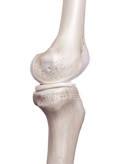 3d illustrazione resa del ginocchio umano su sfondo bianco . — Foto stock