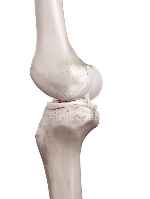 3D ілюстрація людського коліна на білому тлі . — стокове фото