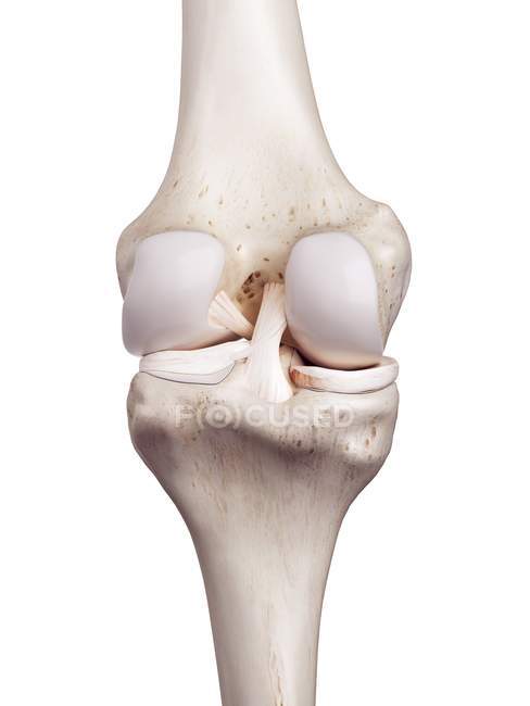 3D gerenderte Darstellung des menschlichen Knies auf weißem Hintergrund. — Stockfoto