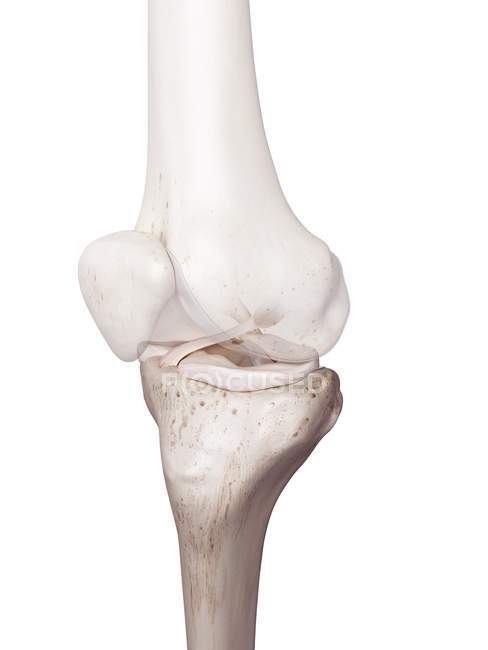 3D рендеринг иллюстрация человеческого колена на белом фоне . — стоковое фото