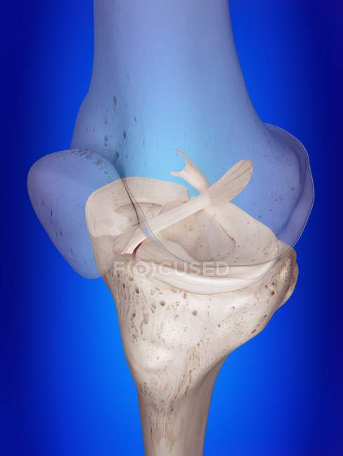 Ilustración 3d de ligamentos de rodilla en esqueleto humano . - foto de stock