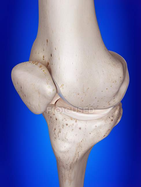 Illustrazione resa 3d del ginocchio nello scheletro umano . — Foto stock