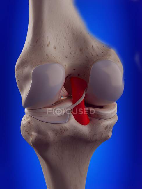 3d ilustración renderizada del ligamento cruzado posterior en el esqueleto humano . - foto de stock