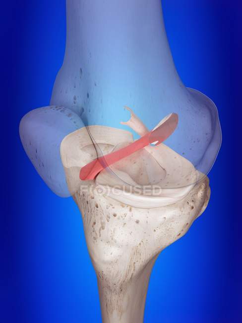 3d rendered illustration of anterior cruciate ligament in human skeleton. — Stock Photo
