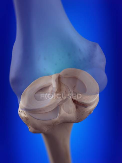 Illustration 3D des ménisques du genou dans le squelette humain . — Photo de stock