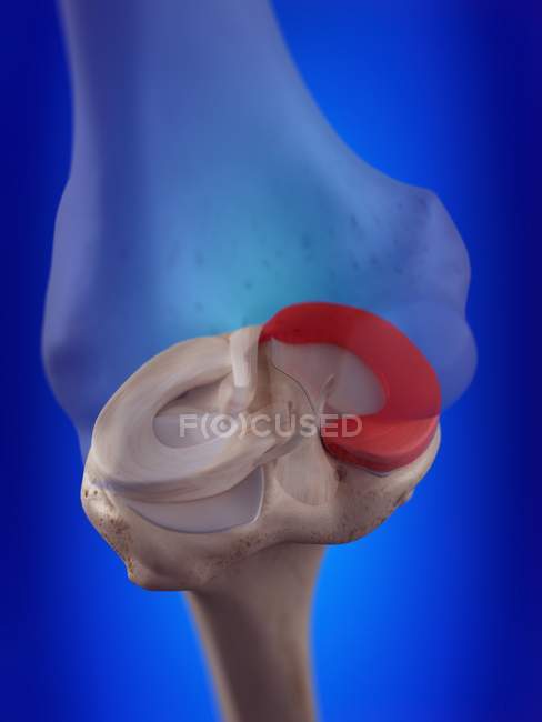 Illustrazione resa 3d del menisco mediale nello scheletro umano . — Foto stock