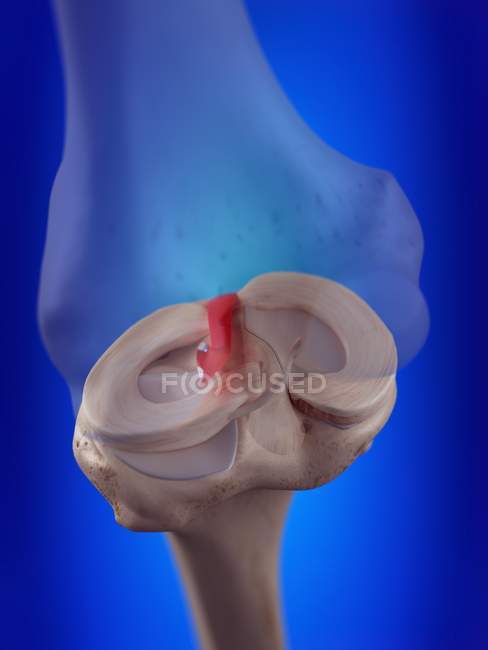 Illustration en 3D du ligament croisé antérieur dans le squelette humain . — Photo de stock