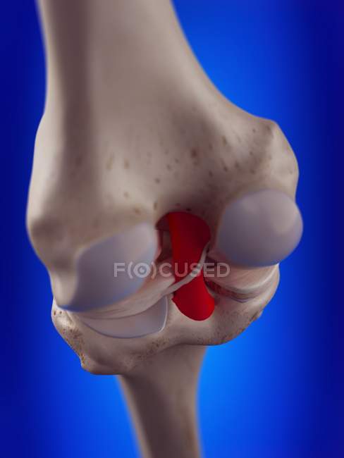 Illustration en 3D du ligament croisé postérieur dans le squelette humain . — Photo de stock