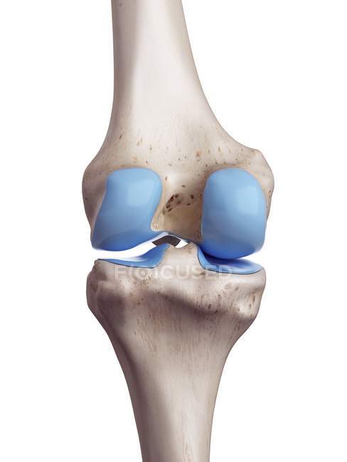 3d rendered illustration of knee cartilage in human skeleton. — Stock Photo