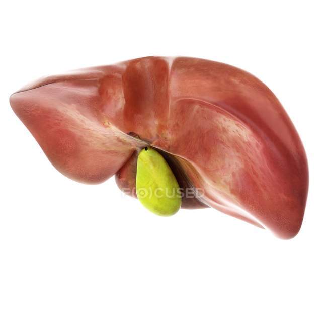 Illustration 3D du foie et de la vésicule biliaire . — Photo de stock