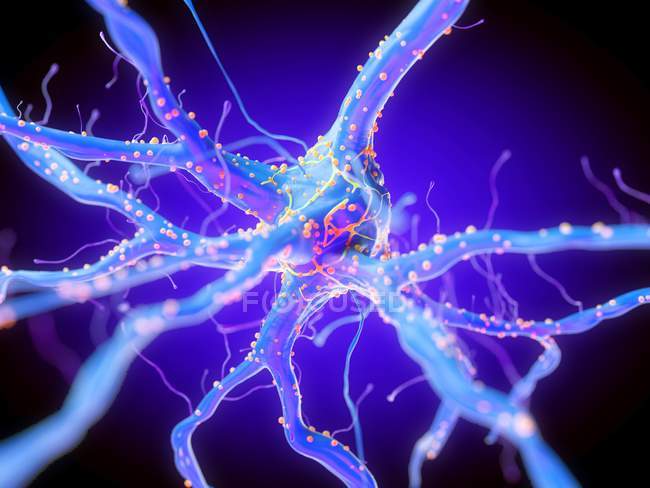 3D рендеринг иллюстрации фиолетовых нервных клеток
. — стоковое фото