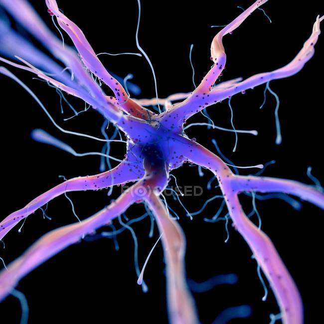 3d renderizado ilustración de la célula nerviosa humana sobre fondo negro . - foto de stock