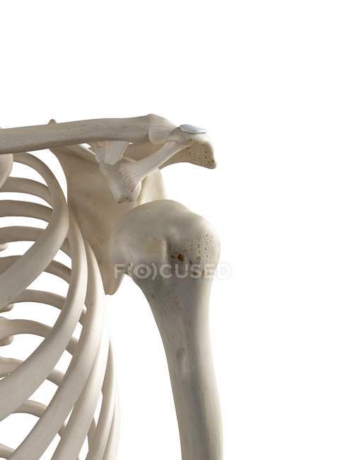 3d ilustración de hombro dislocado en esqueleto humano . - foto de stock