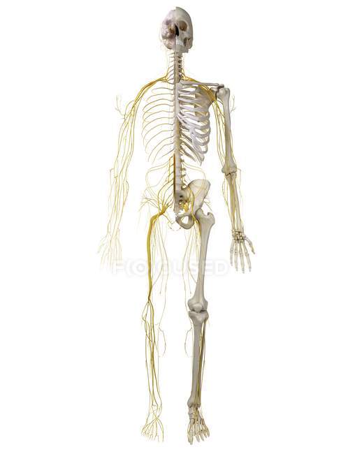 3D gerenderte Illustration des menschlichen Nervensystems. — Stockfoto