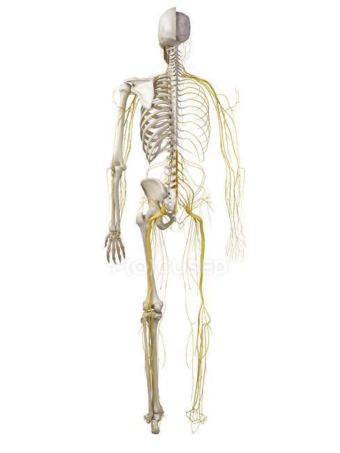 Illustrazione resa 3d del sistema nervoso umano
. — Foto stock