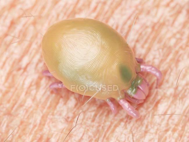 3d rendered illustration of dust mite on human skin. — Stock Photo