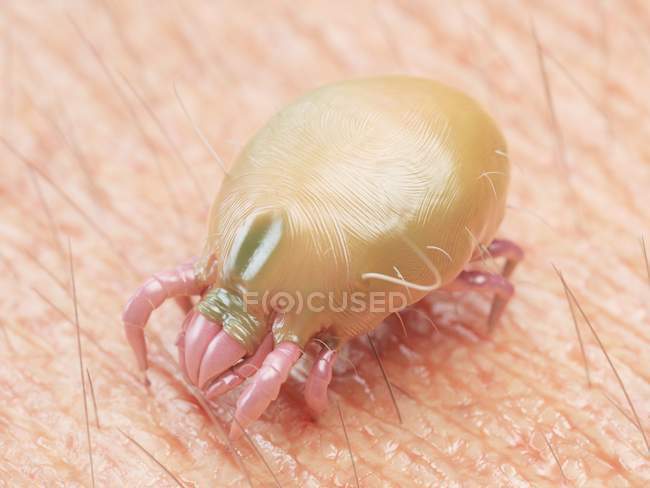 3d rendered illustration of dust mite on human skin. — Stock Photo