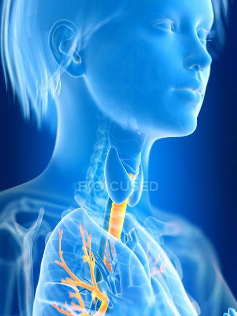 3d rendered illustration of colored female bronchi in body silhouette. — Stock Photo