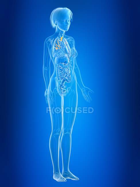 3d rendered illustration of colored female bronchi in body silhouette. — Stock Photo