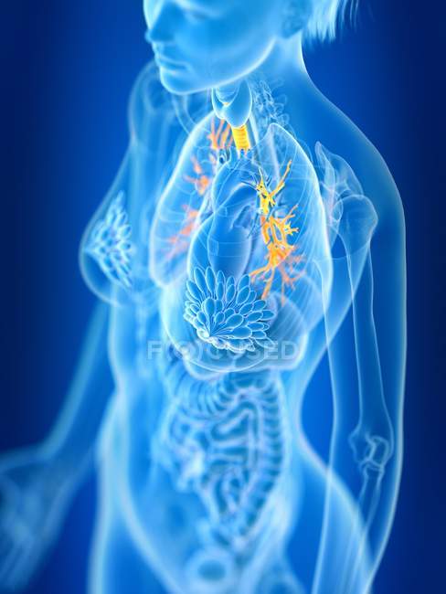 Illustrazione resa 3d di bronchi femminili colorati nella silhouette del corpo
. — Foto stock