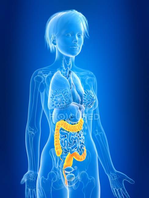 3d rendered illustration of colored female colon in body silhouette. — Stock Photo