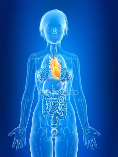 3D gerenderte Illustration eines farbigen weiblichen Herzens in Körpersilhouette. — Stockfoto