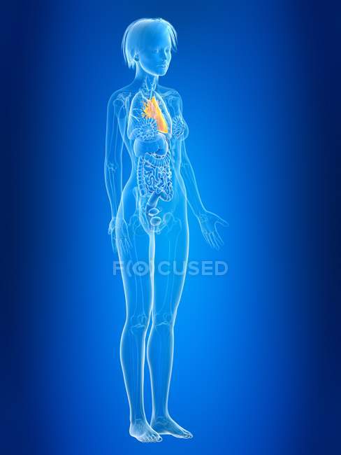 3d ilustração renderizada de coração feminino colorido na silhueta do corpo
. — Fotografia de Stock