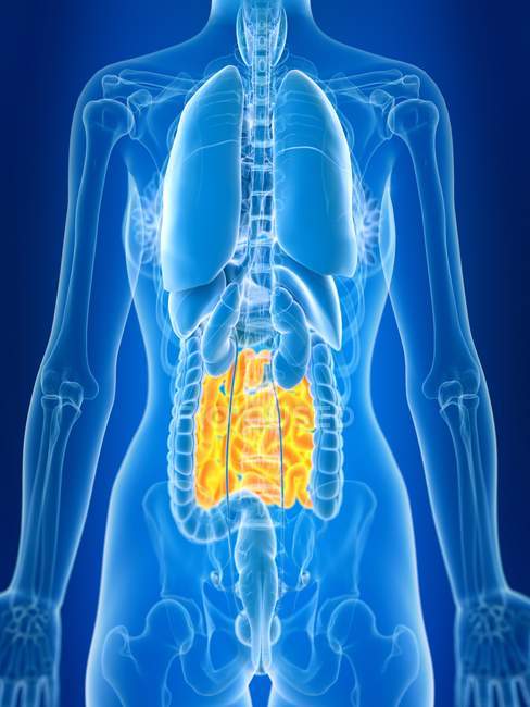 Illustrazione resa 3d di intestino tenue femminile colorato nella silhouette del corpo . — Foto stock