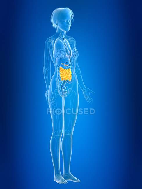 Ilustração renderizada 3d do intestino delgado feminino colorido na silhueta do corpo . — Fotografia de Stock