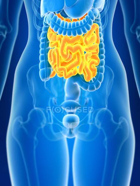 3d renderizado ilustración del intestino delgado femenino de color en silueta corporal
. - foto de stock