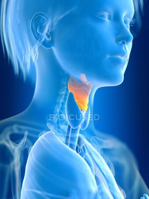 3D gerenderte Illustration des farbigen weiblichen Kehlkopfes in der Körpersilhouette. — Stockfoto