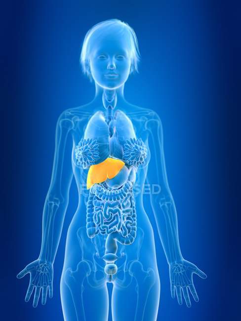 3d rendered illustration of colored female liver in body silhouette. — Stock Photo