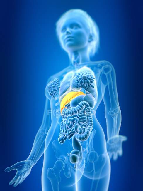 3D надані ілюстрація кольорові жінки печінки у організму силует. — стокове фото