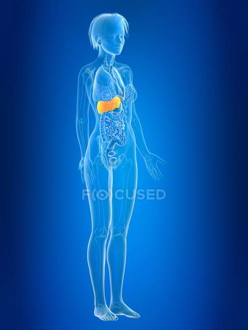 3d renderizado ilustración de color hígado femenino en la silueta del cuerpo . - foto de stock
