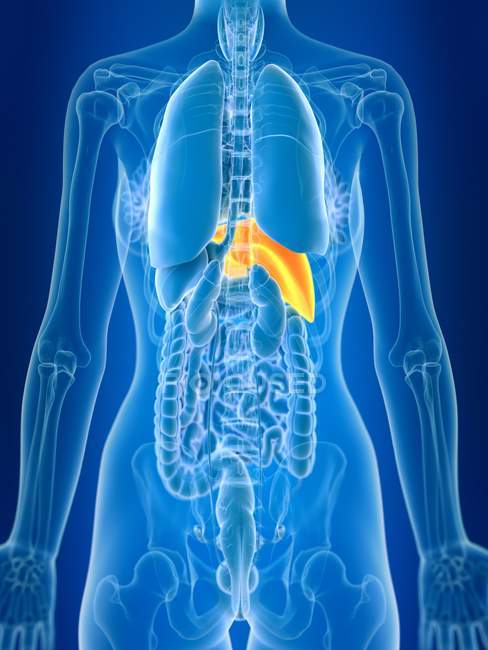 3d ilustração renderizada de fígado feminino colorido na silhueta do corpo . — Fotografia de Stock
