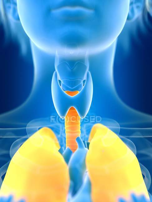 3d ilustração renderizada de pulmões femininos coloridos em silhueta corporal . — Fotografia de Stock
