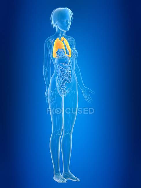3D gerenderte Illustration farbiger weiblicher Lungen in der Körpersilhouette. — Stockfoto