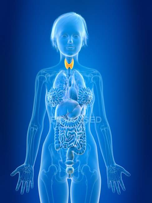 Illustration en 3D de la glande thyroïde féminine colorée en silhouette corporelle . — Photo de stock