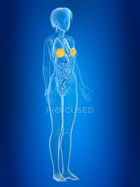 Illustrazione 3D di ghiandole mammarie femminili colorate nella silhouette del corpo . — Foto stock