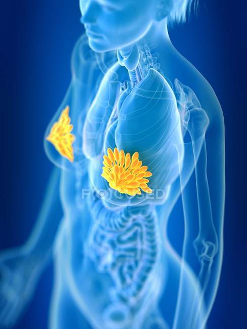 3D надані ілюстрація кольорові жінки молочних залоз у організму силует. — стокове фото