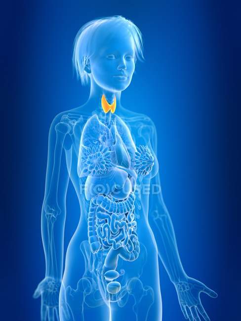 Illustrazione resa 3d della ghiandola tiroidea femminile colorata nella silhouette del corpo . — Foto stock