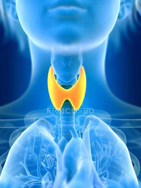 Illustrazione resa 3d della ghiandola tiroidea femminile colorata nella silhouette del corpo
. — Foto stock