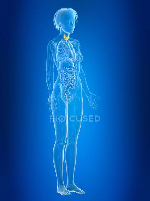 Ilustração renderizada 3d da glândula tireóide feminina colorida na silhueta corporal . — Fotografia de Stock