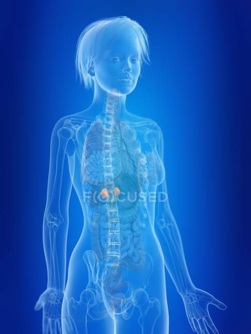 3D gerenderte Illustration hervorgehobener weiblicher Nebennieren. — Stockfoto