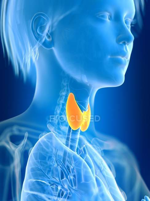 3D ілюстрація кольорової жіночої щитовидної залози в силуеті тіла . — стокове фото