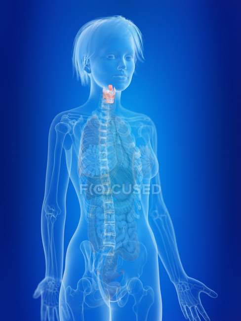 3d illustrazione resa della laringe femminile evidenziata . — Foto stock