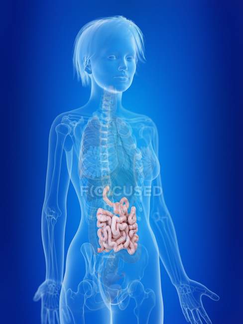 Illustration en 3D de l'intestin grêle féminin mis en évidence . — Photo de stock