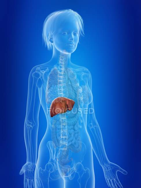 3d rendered illustration of highlighted female liver. — Stock Photo