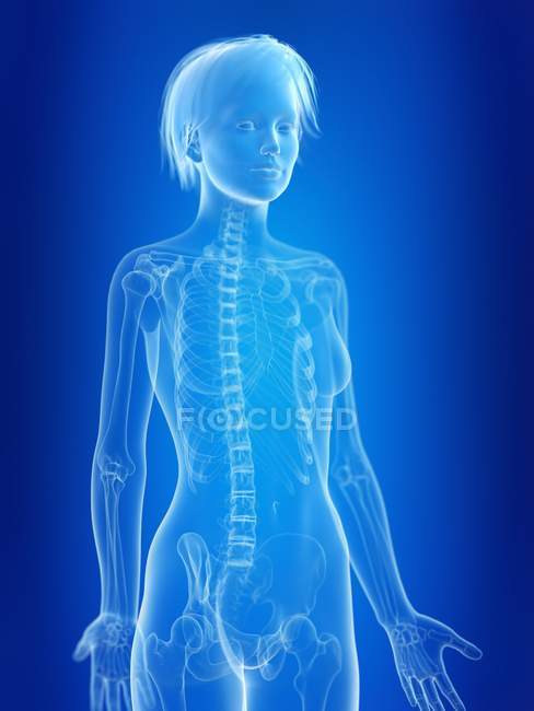 3d rendered illustration of visible female skeleton. — Stock Photo