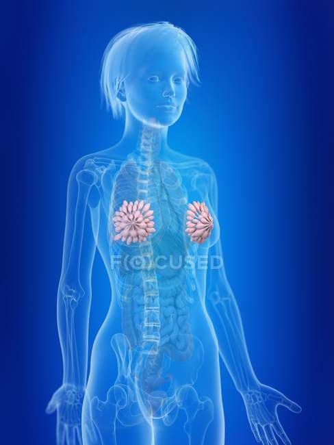 3D gerenderte Illustration hervorgehobener weiblicher Brustdrüsen. — Stockfoto